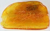 Large Fossil Caddisfly (Trichopterae) In Baltic Amber #39106-1